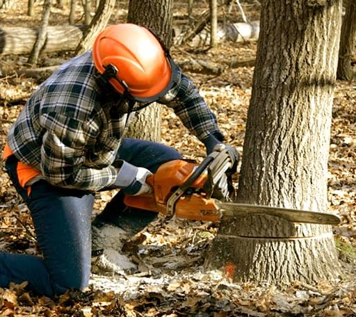 Tree Removal in Covington, OK